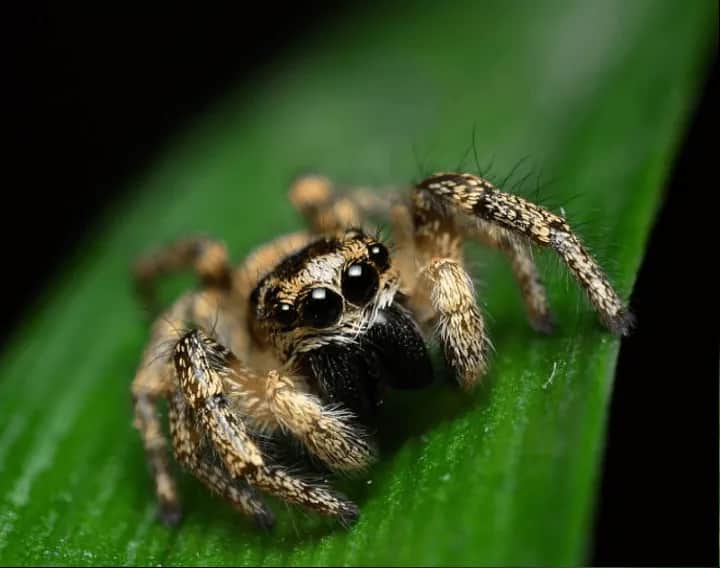 Co oznacza pająk na podłodze? Odkryj jego symbolikę i przesądy